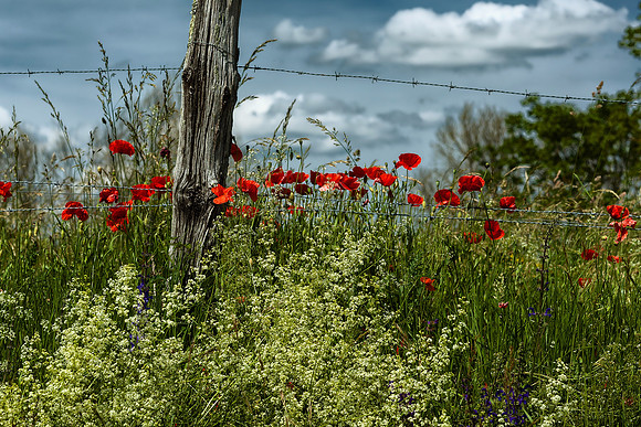 Poppies, Wooden Stake and Barbed Wire - Near Auriac, France