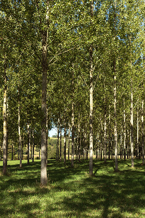 Trees I - Near Allemans