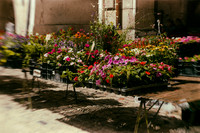 Flower Stall - Villeneuve sur Lot, France