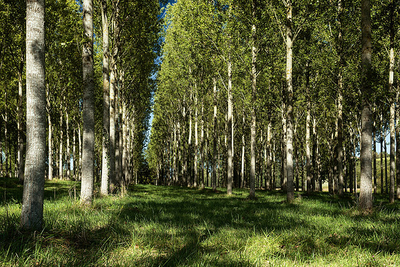 Trees II - Near Allemans
