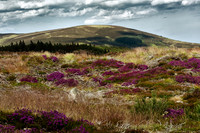 Heather - Lochindorb, Scotland