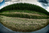 Cornfield - Lusignac, France