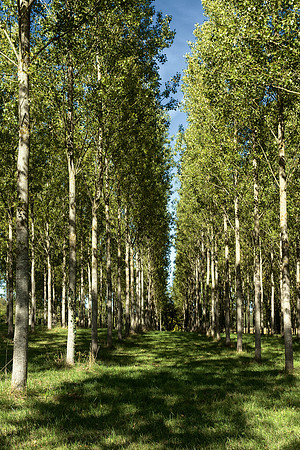 Trees III - Near Allemans