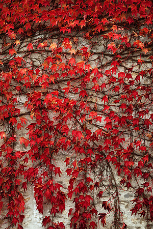 9B4X6575_Sharp