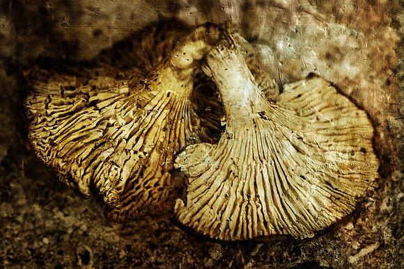 9B4X6473_sharp
