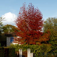 BZ2R6950_2000_GSharp
