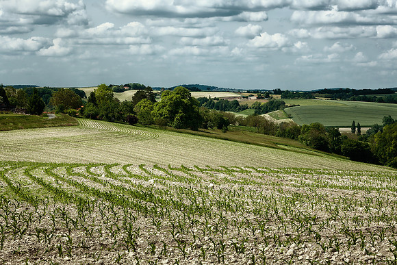 Towards Villebois-Lavalette, with Cornfields - Near Auriac, France