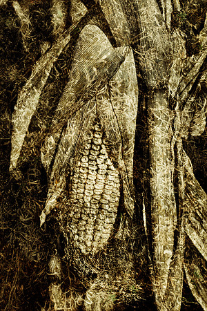 9B4X6290_Sharp
