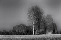 Trees II - Cherval, France