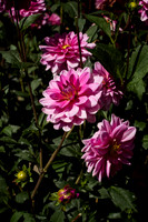 BZ2R7365_Sharp