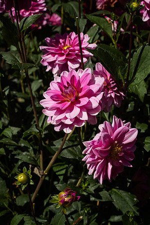 BZ2R7365_Sharp