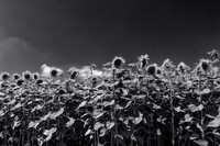 2014 07 15 - St. Paul LIzonne, France