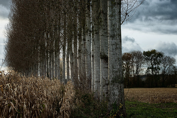 Curved Line of Trees - Near Cherval, France