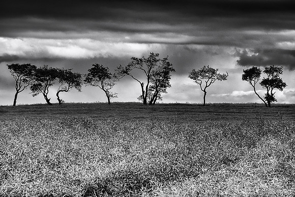 Near the Town I - Bamburgh, England