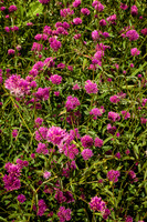 BZ2R8236_Sharp