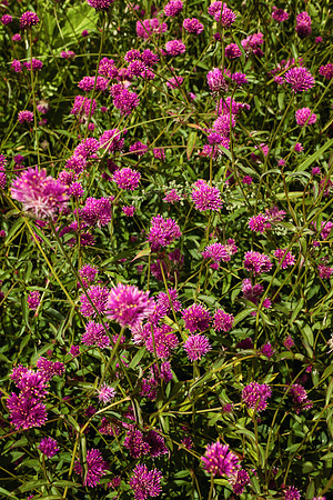 BZ2R8236_Sharp