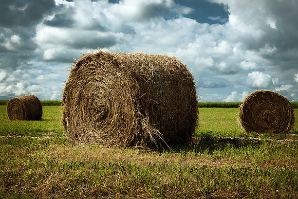 Bales of Straw - Near Saint Cybard, France