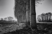 Trees III - Cherval, France