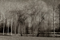 Weeping Willow - Nanteuil, France