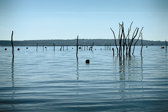 Oyster Beds - Le Canon, France