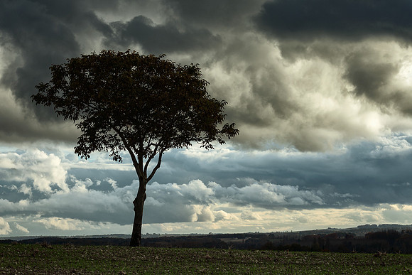 Single Tree -  Near St Paul Lizonne, France